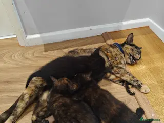 Mixed Breed cats Kittens - Advert 16