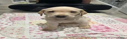 Labrador Retriever dogs for sale: 6 beautiful Labrador puppies - Advert 6