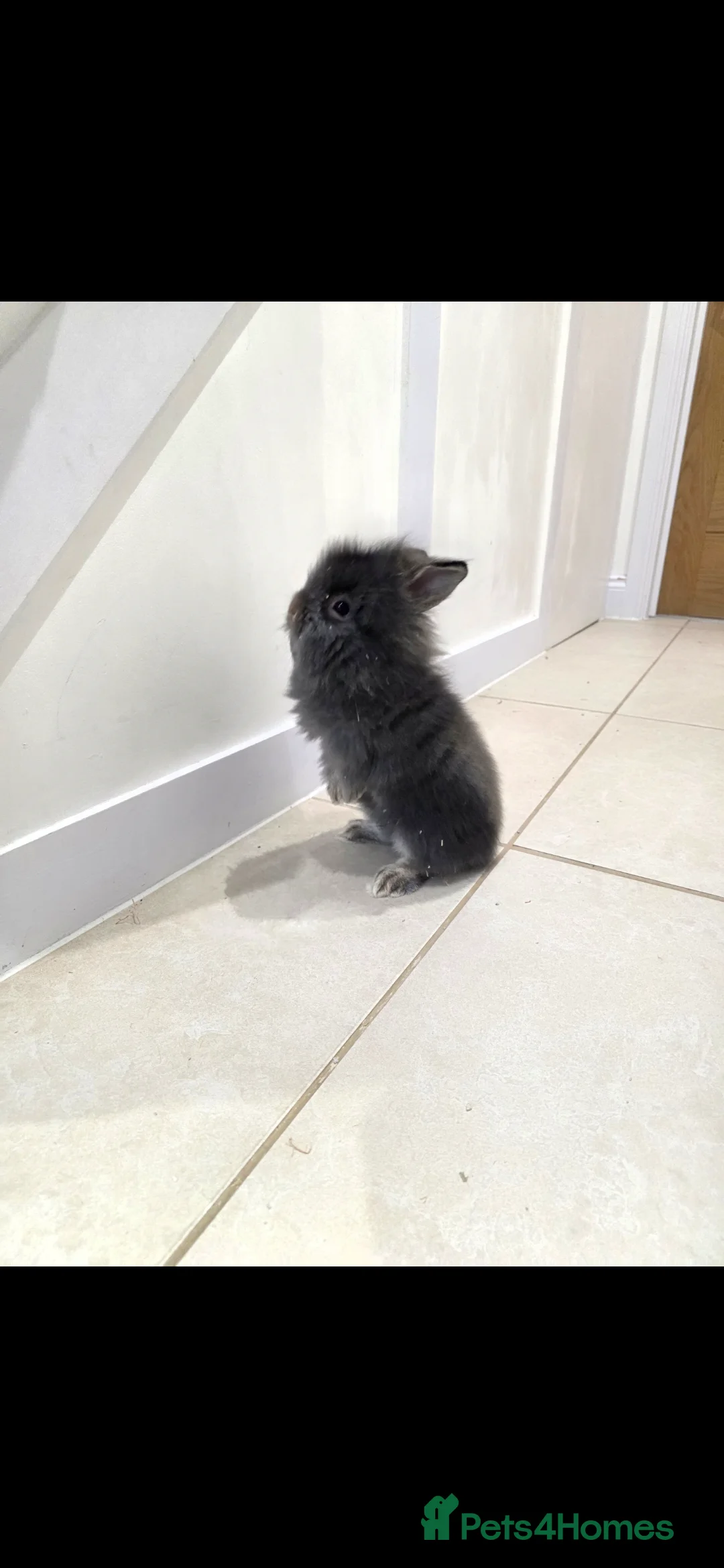 Mixed Breed rabbits for sale: Beautiful fluffy lion lop bunnies  - Advert 6