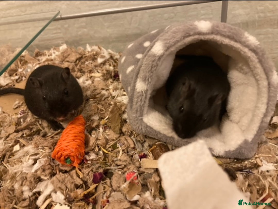 Gerbil rodents for sale: Two Gerbils for Rehoming  - Advert 1