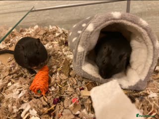 Gerbil rodents Two Gerbils for Rehoming - Advert 3