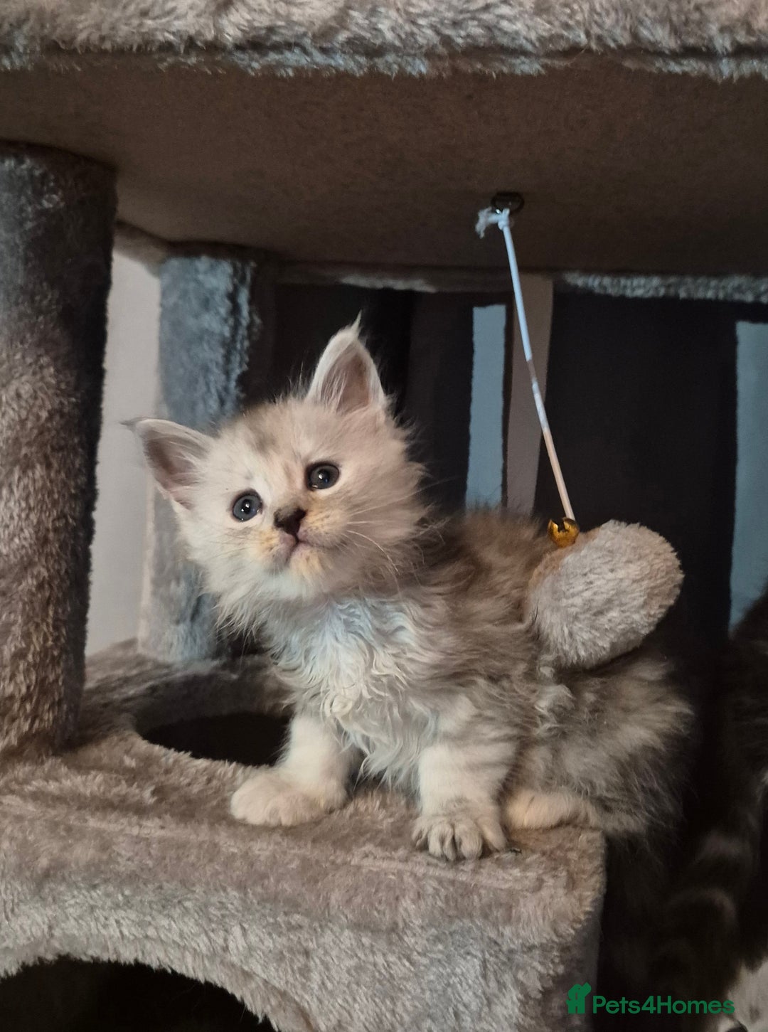 Maine Coon cats for sale: Maine Coon kittens - Advert 28
