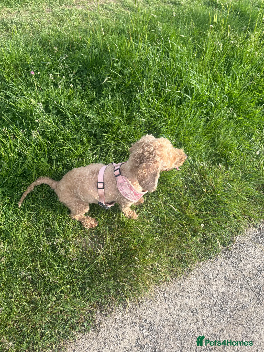 Mixed Breed dogs for sale: Poochon x dachshund  - Advert 2