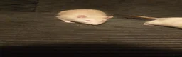 Rat rodents for sale: 2 male dumbo rats  - Advert 2