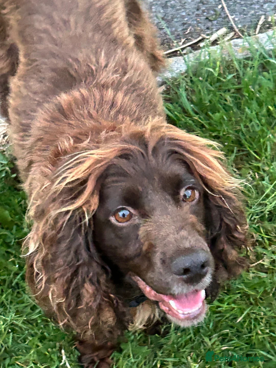 Cocker Spaniel dogs for sale: Cocker Spaniel puppies full pedigree for sale - Advert 1