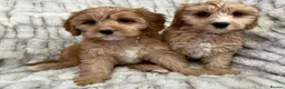 Cavapoo dogs for sale: EXTENSIVELY HEALTH TESTED F1 CAVAPOO BABIES  - Advert 2