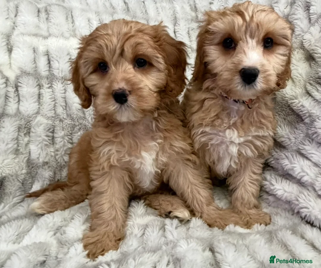 Cavapoo dogs for sale: EXTENSIVELY HEALTH TESTED F1 CAVAPOO BABIES  - Advert 2