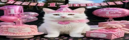 Ragdoll cats for sale: Ragdoll & Siberian X Ragdoll in Northallerton - Advert 6