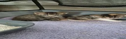 Mixed Breed cats for sale: Male /female lovely kittens  - Advert 4