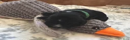 Cocker Spaniel dogs for sale: 🐶🐾 SHOW COCKER SPANIELS FOR SALE🐾🐶 - Advert 8