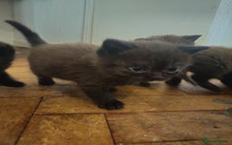 British Shorthair cats for sale: Champion Black British Shorthairs - Image 9
