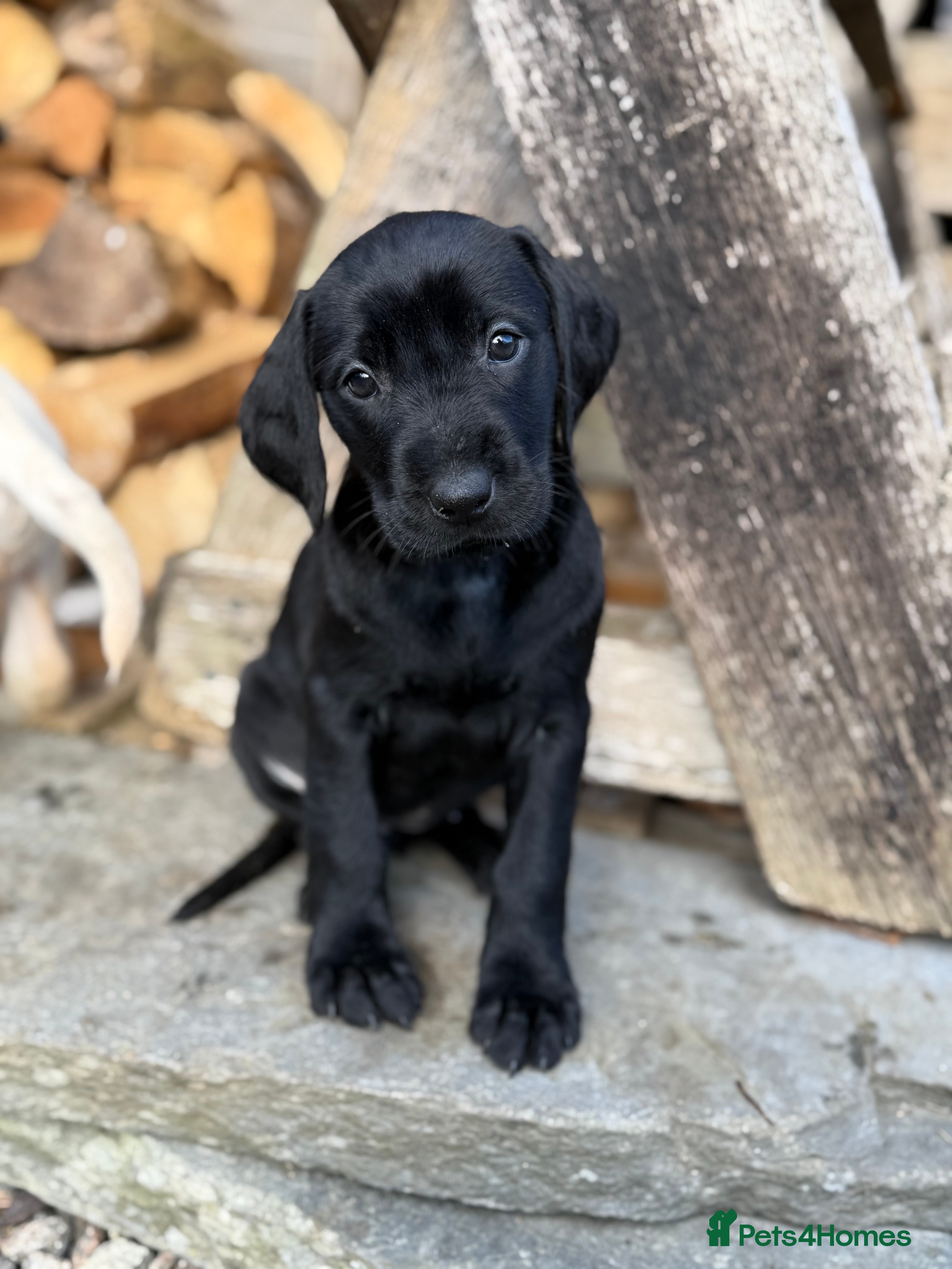Mixed Breed dogs Pointervizsladoos -Stunning litter  - Advert 2