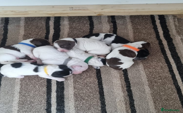 Sprocker dogs - Advert 1
