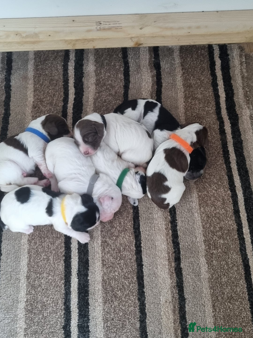 Sprocker dogs for sale: Sprocker  - Image 1