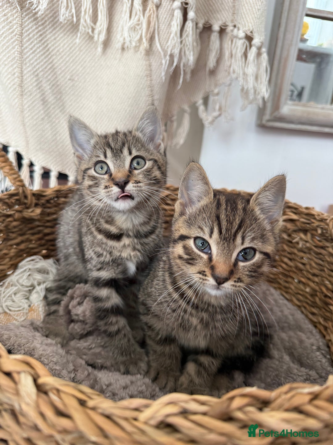 British Shorthair cats for sale: British short haired pedigree cross tabby kittens  - Image 4