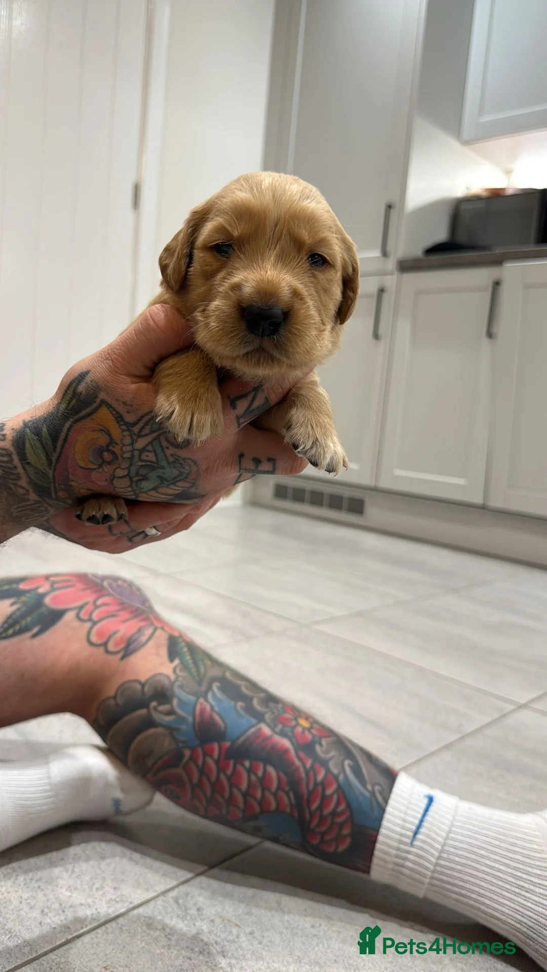 Goldador dogs for sale: Exceptional Goldadoor puppies! - Advert 14