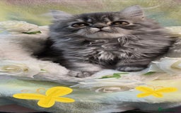 Persian cats for sale: 4 Persian Kittens - Image 1