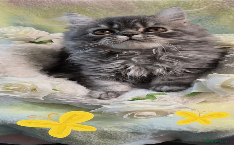 Persian cats - Advert 10