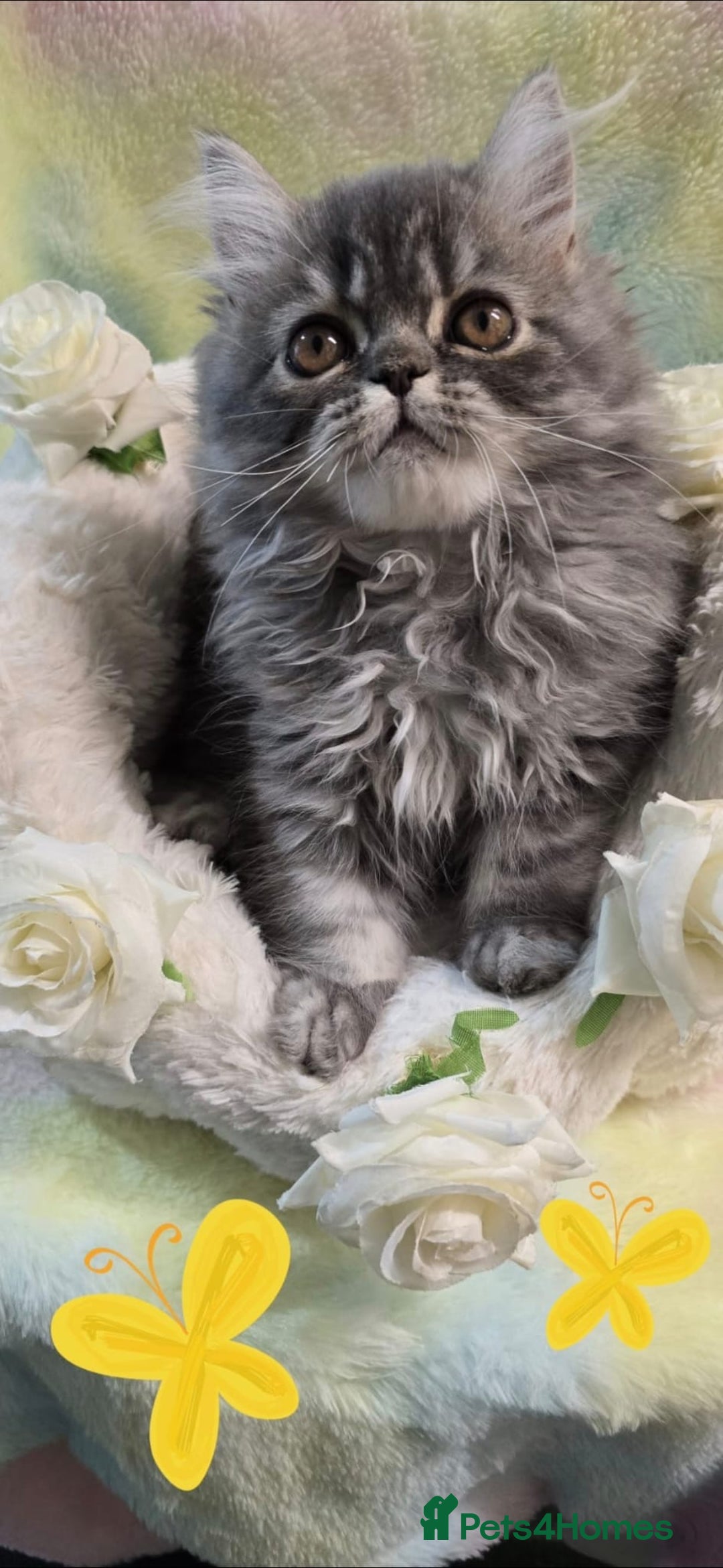 Persian cats for sale: 4 Persian Kittens - Image 1