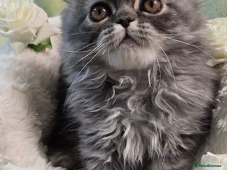 Persian cats - Advert 25