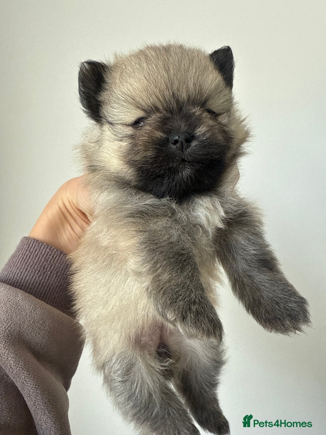 Pomeranian dogs for sale: Gorgeous small Pomeranian puppies 🧸  - Advert 10