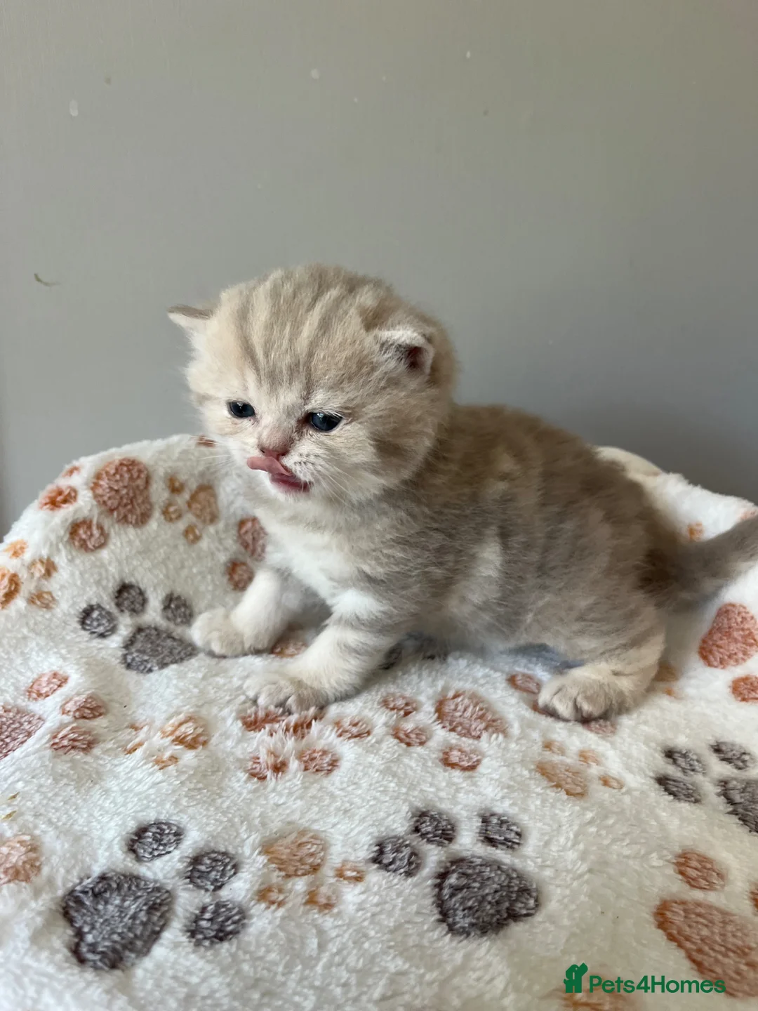 British Shorthair cats for sale: Gorgeous male British Shorthair kitten  - Advert 2