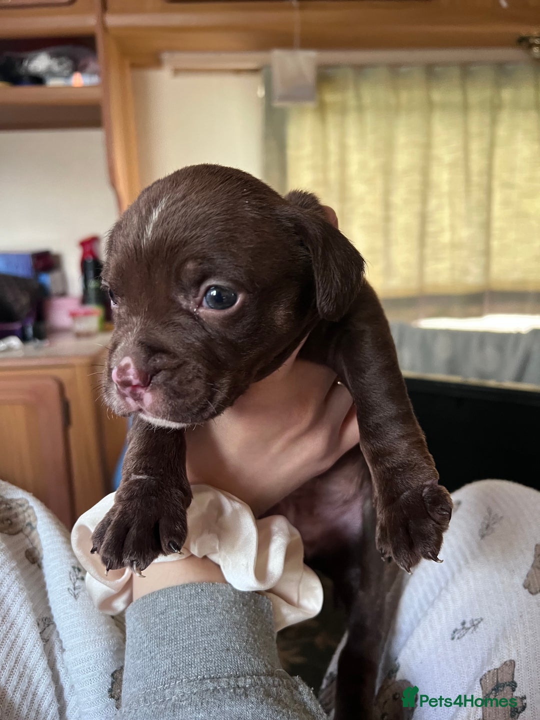 Mixed Breed dogs for sale: Staffy cross cocker spaniel puppies  - Advert 2