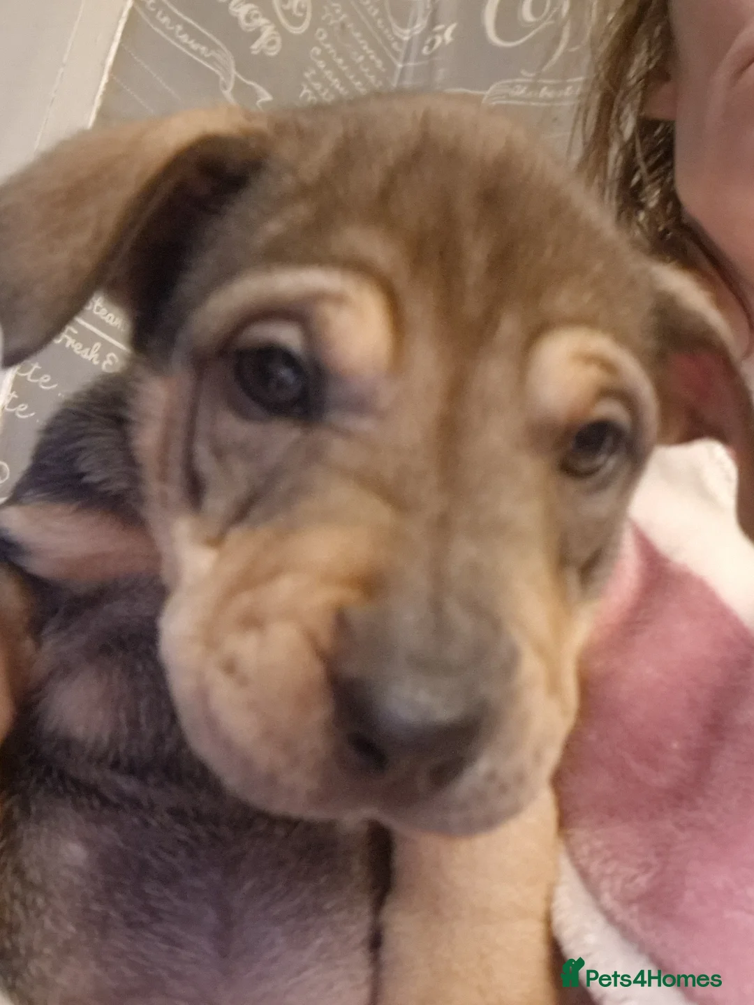 Mixed Breed dogs for sale: 11 chunky rottpei puppys  - Advert 6