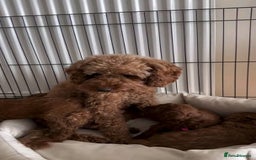 Mixed Breed dogs for sale: Adorable  Poodle puppies - Image 5