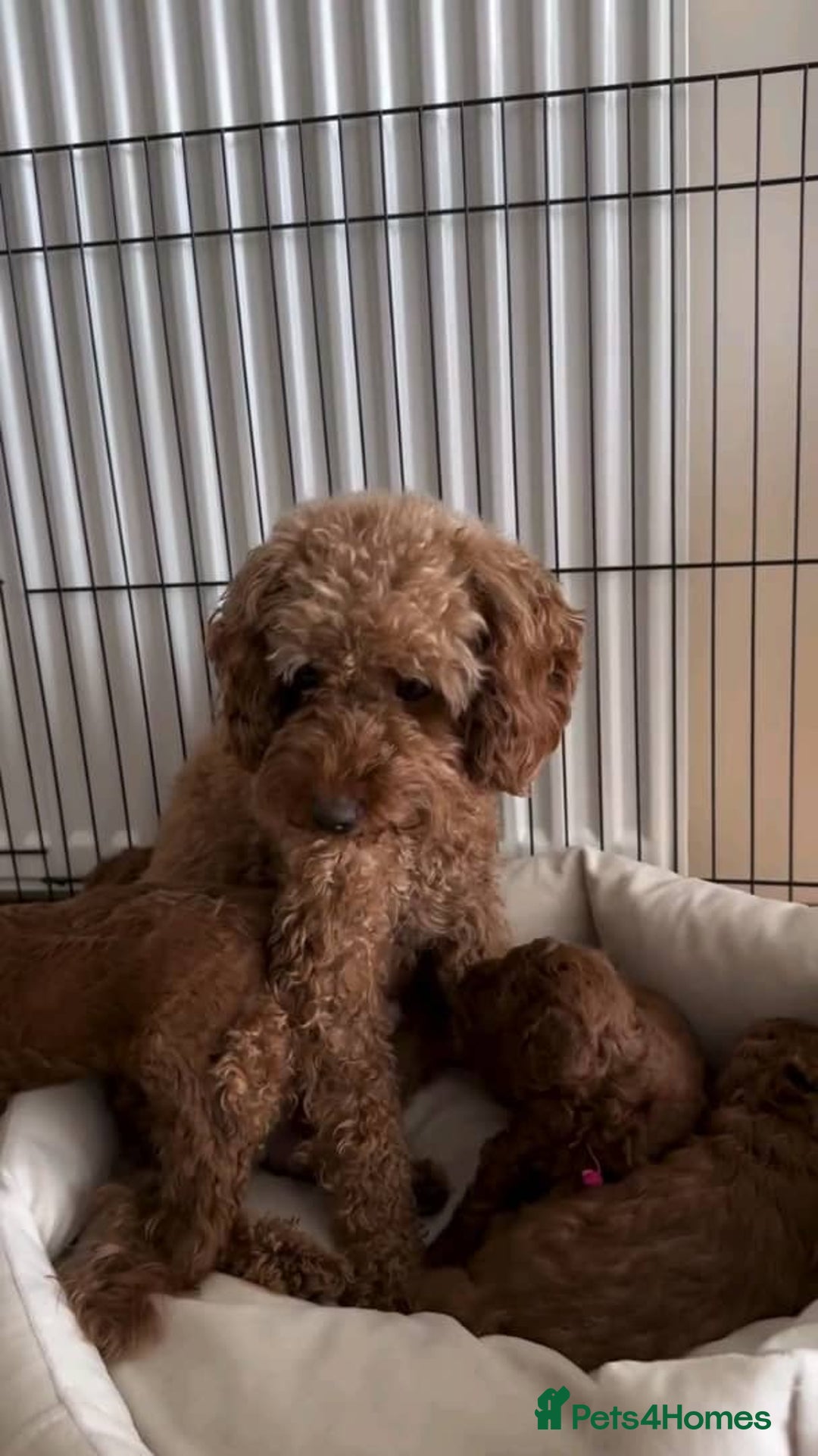 Mixed Breed dogs for sale: Adorable  Poodle puppies - Image 5
