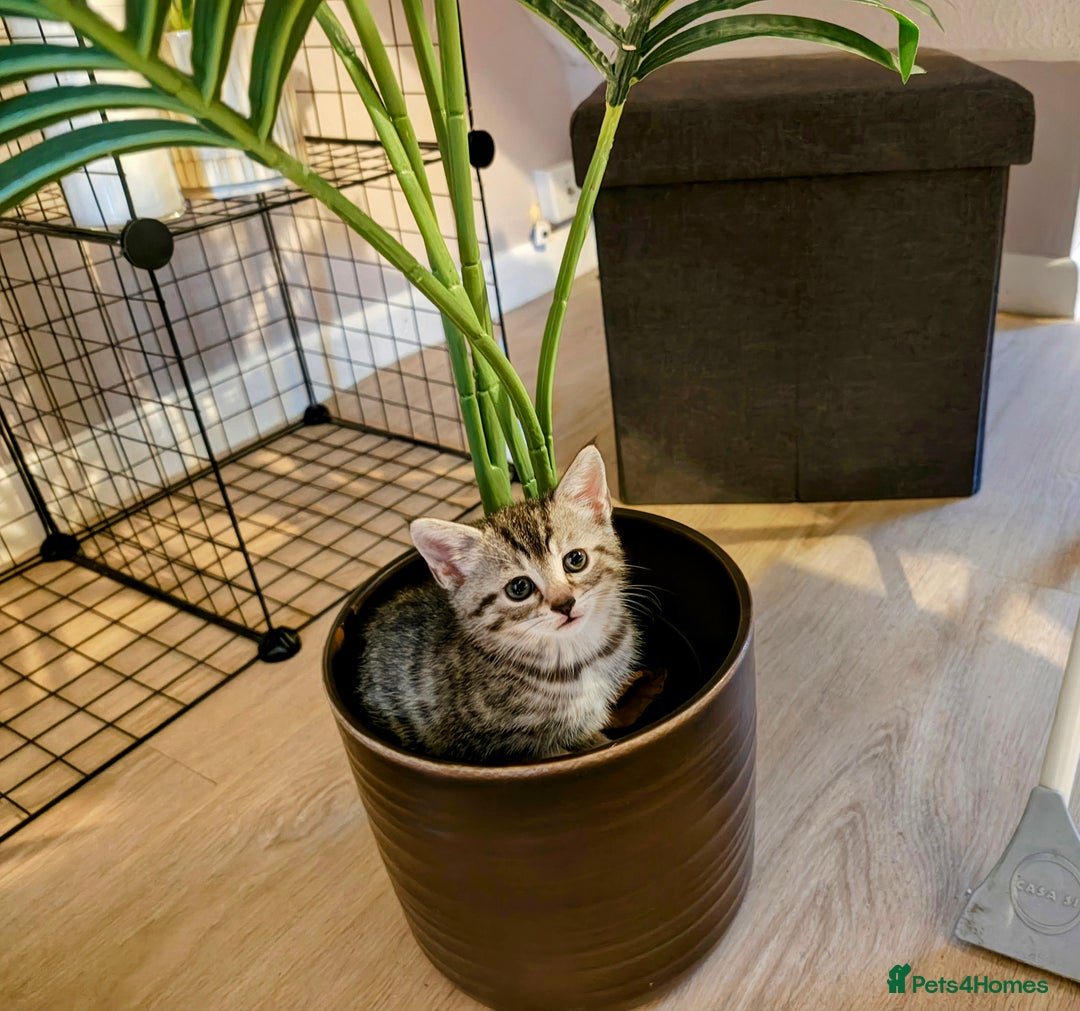 Mixed Breed cats for sale: Bengal Marble & British Shorthair  - Advert 6