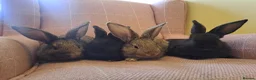 Continental Giant rabbits for sale: 10KG, Brc, show quality kits. MASSIVE  - Advert 17