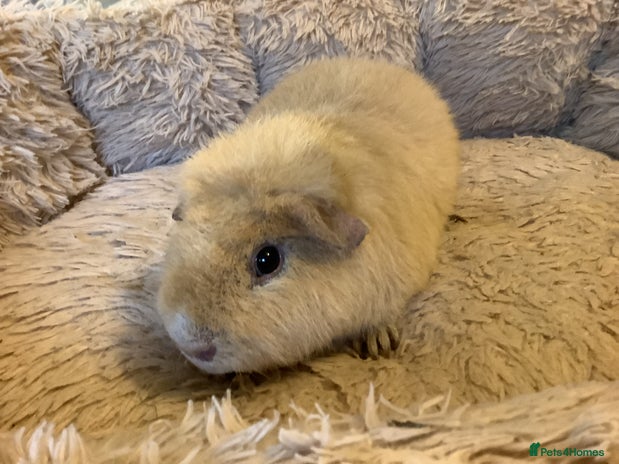 Guinea Pig rodents - Advert 3