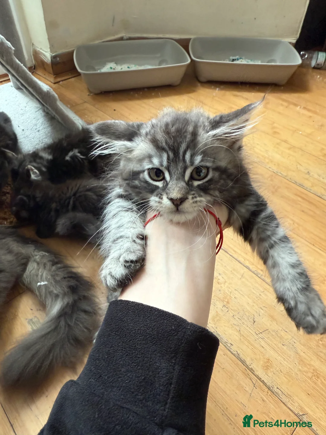 Maine Coon cats for sale: last girl and boy available - Advert 9