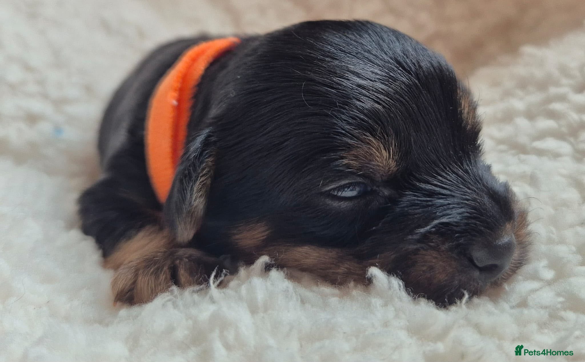 Yorkshire Terrier dogs Gorgeous Lilliputian Yorkies available  - Advert 2