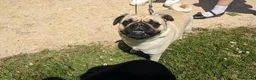 Pug dogs for sale: Female pug  - Advert 4