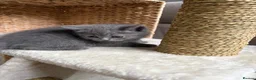 Scottish Fold cats for sale: 7 Beautifully Scottish Fold/Straight kittens - Advert 5