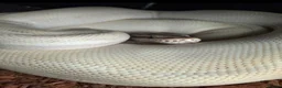 Python Snake reptiles for sale: Snake rack with ball pythons  in Gillingham - Advert 4