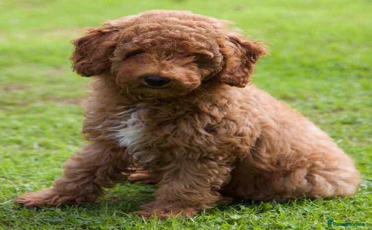 Cavapoochon dogs - Advert 1