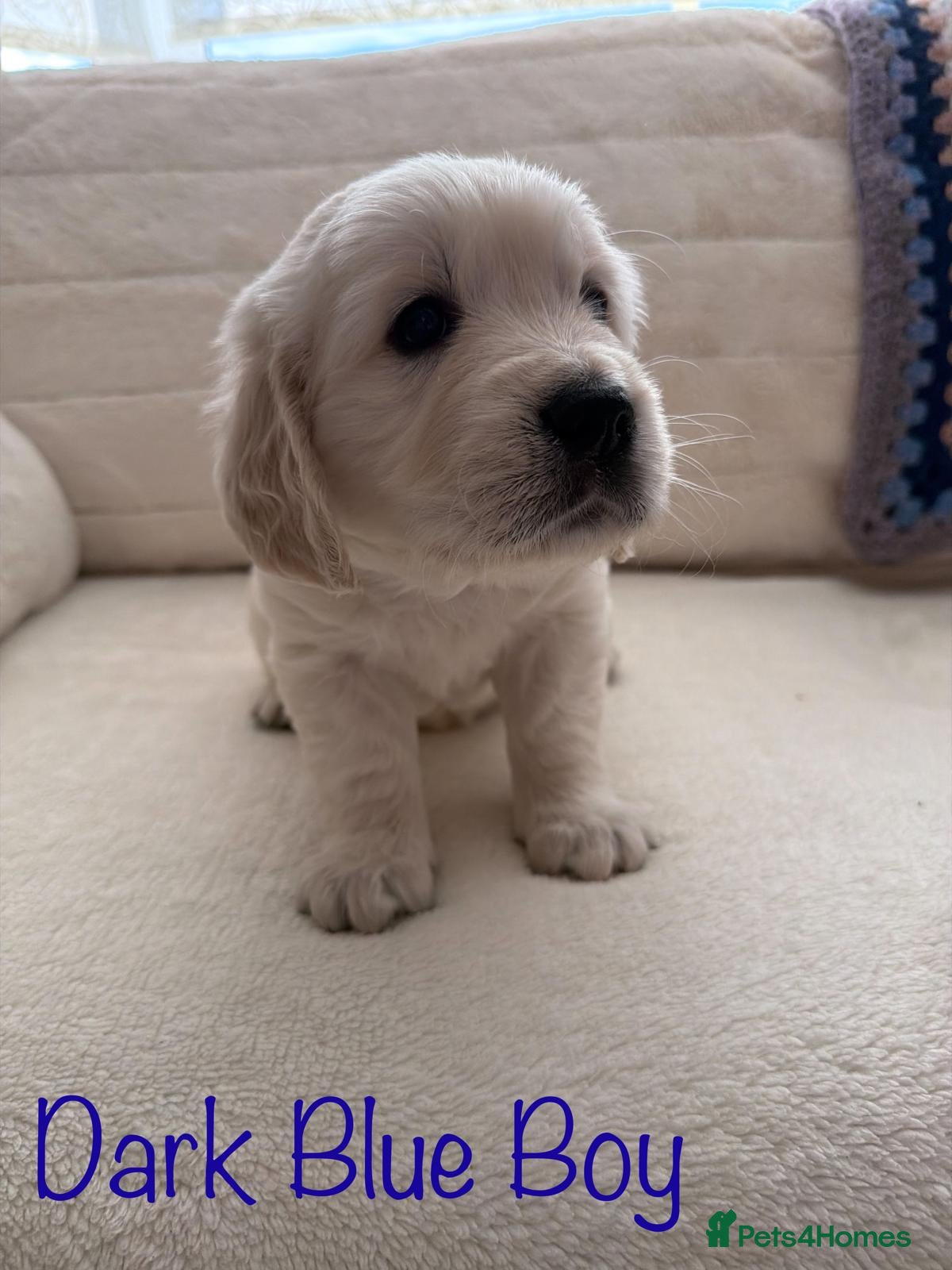 Golden Retriever dogs for sale: Stunning Golden Retriever Pups - Advert 3