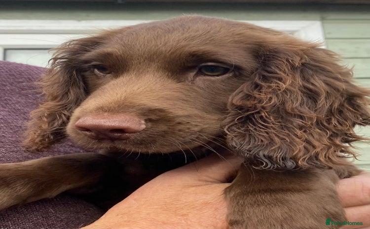 Cocker Spaniel dogs - Advert 3