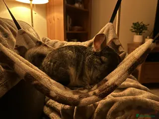 Chinchilla rodents Beautiful 11-week-old girls - Advert 1