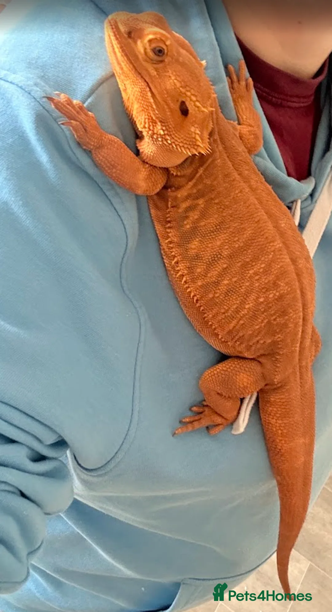 Bearded Dragon reptiles for sale: Bearded Dragon-Pet Lizard Seeking Loving New Homes in Ledbury - Advert 1