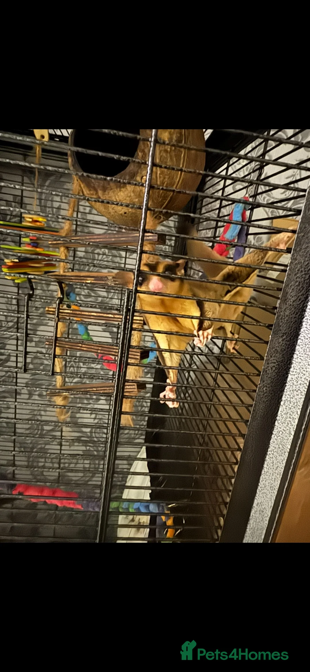 Sugar Glider rodents for sale: 3 male Sugar Gliders include cage and accessories  - Advert 2