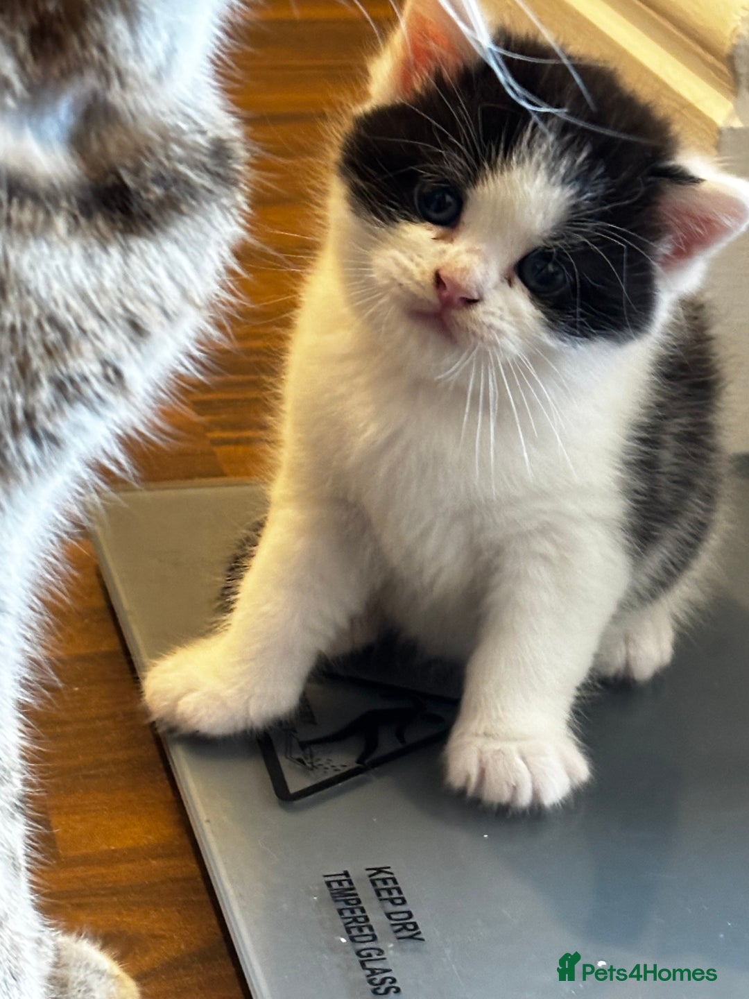 Mixed Breed cats for sale: Scotish straight and mixed  - Image 7
