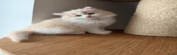 British Longhair cats for sale:     🤎 British Longhair Boys Ready End July in Beverley - Advert 11