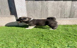 Akita dogs for sale: American Akita Puppys for sale  - Image 22