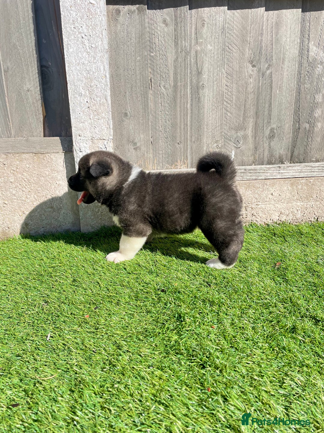 Akita dogs for sale: American Akita Puppys for sale  - Image 22