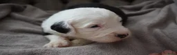 Old English Sheepdog dogs for sale: Stunning KC Registered Old English Sheepdog Pups - Advert 6