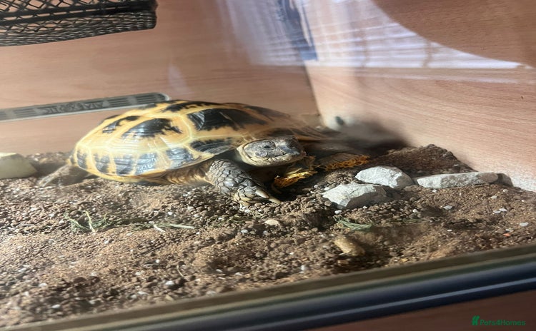 Tortoise reptiles - Advert 8